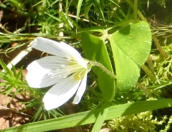 Wood-sorrel