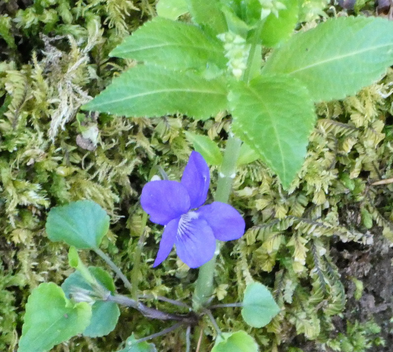 Dog-violet and Dog's Mercury