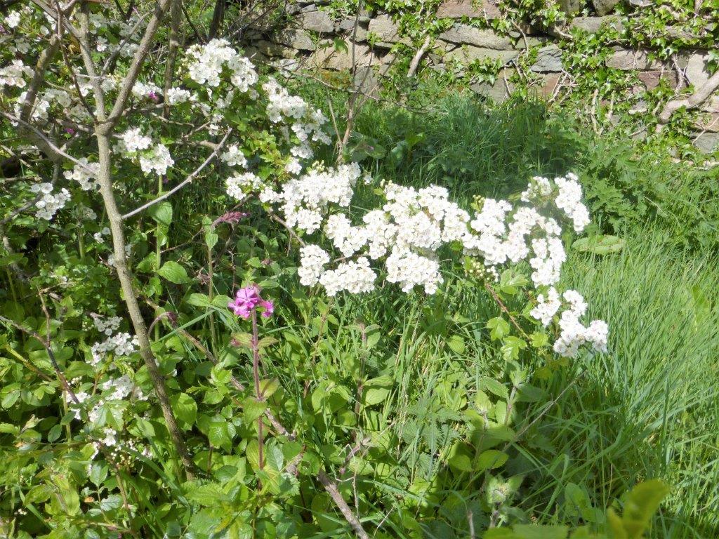Hawthorn blossom and Red Campion