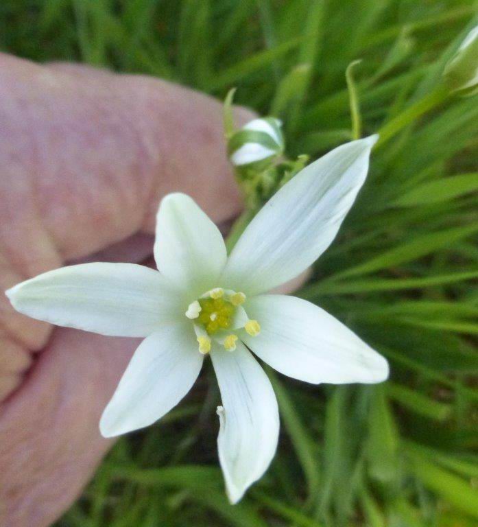 Star of Bethlehem