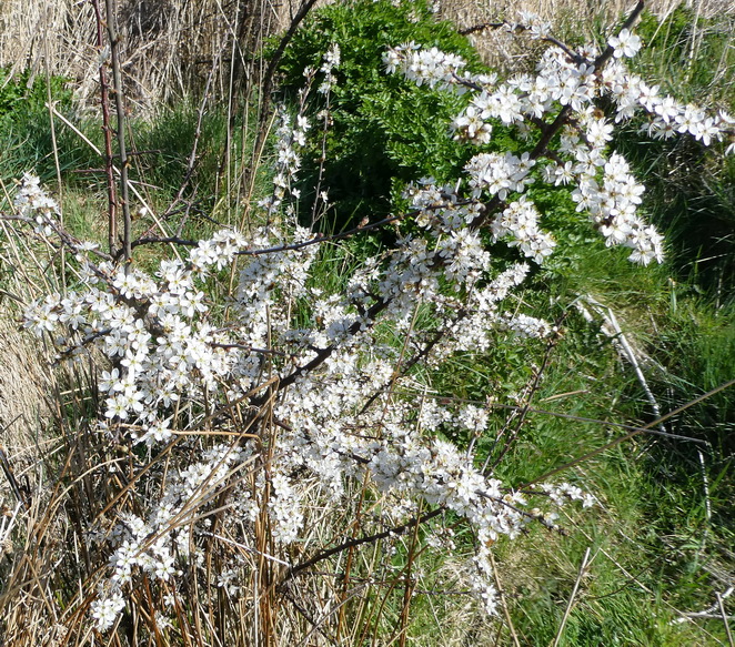 Blackthorn