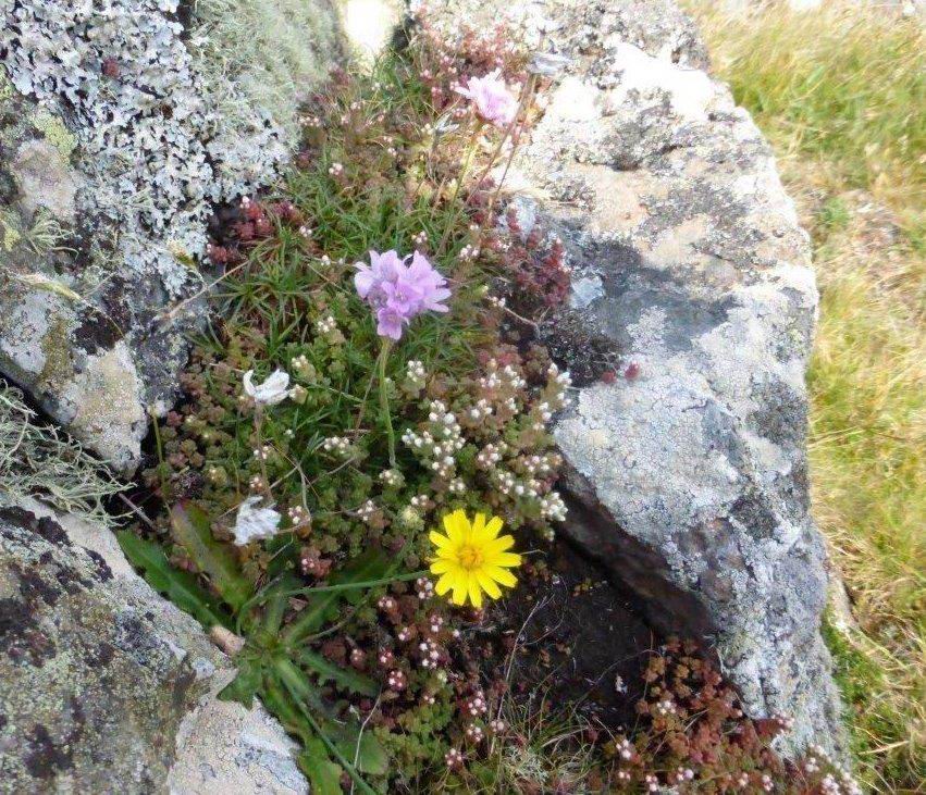 Cat's-ear, Thrift and English Stonecrop