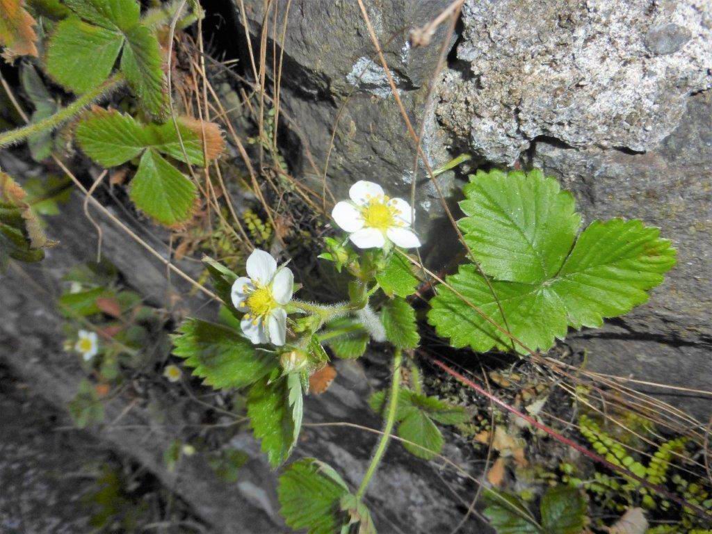 Wild Strawberry