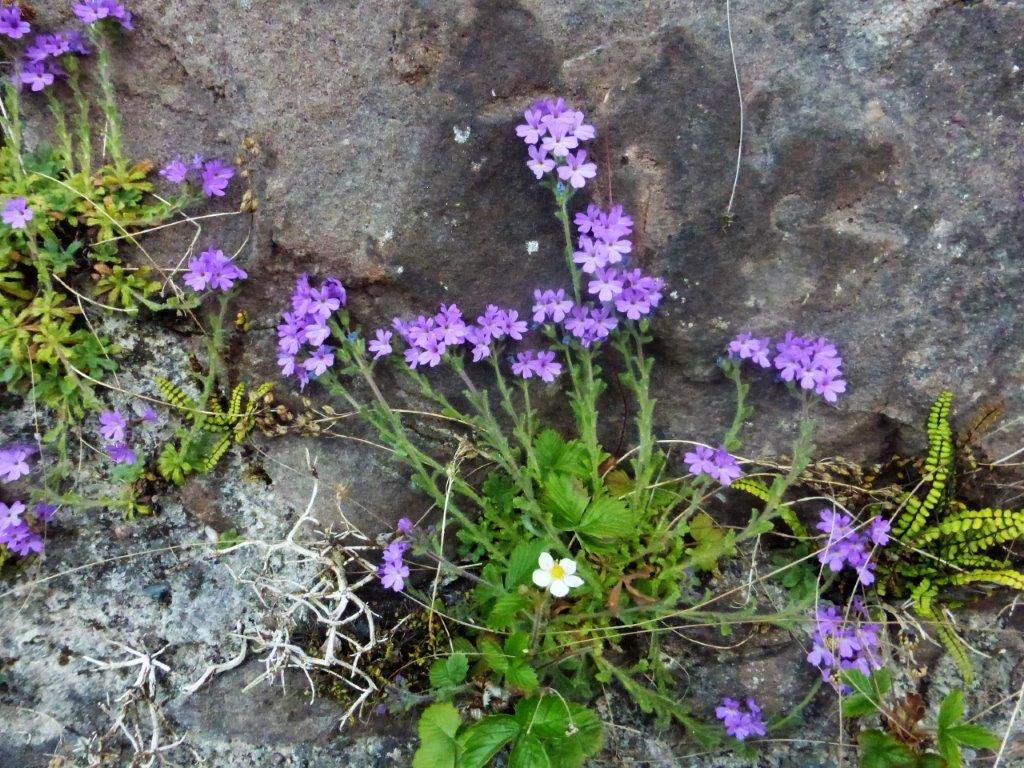 Fairy Foxglove, Wild Strawberry and Maidenhair Spleenwort