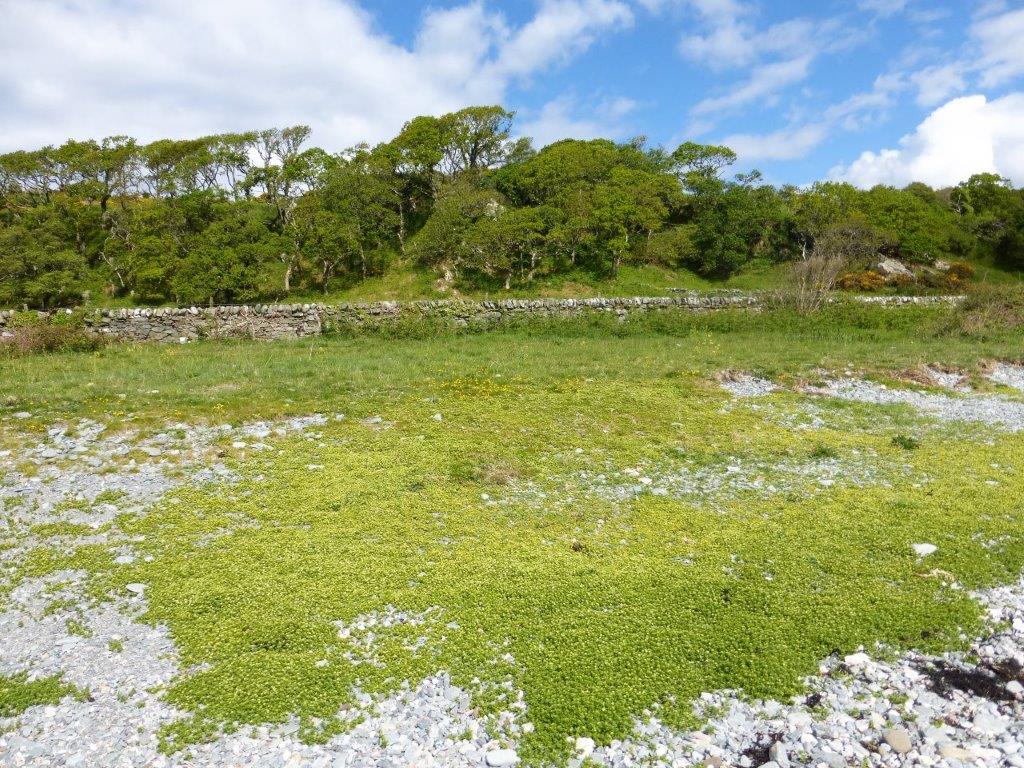 Sea Sandwort