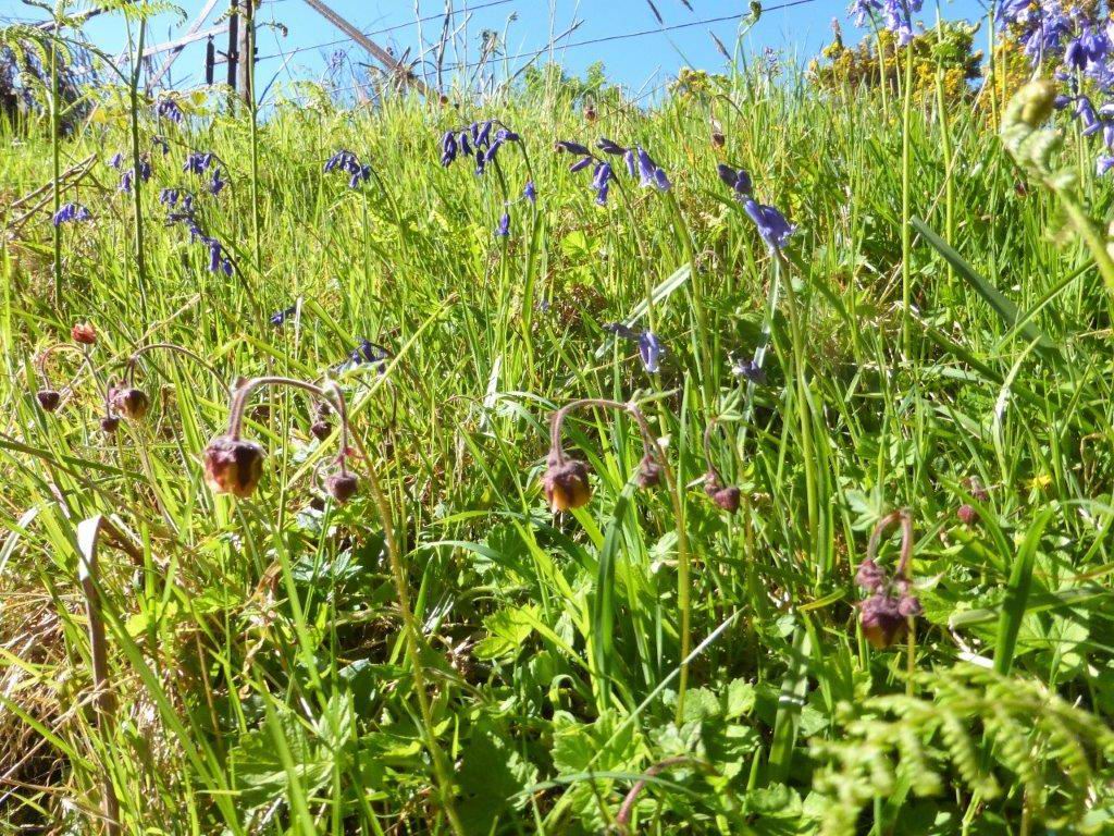 Bluebells and Water Avens