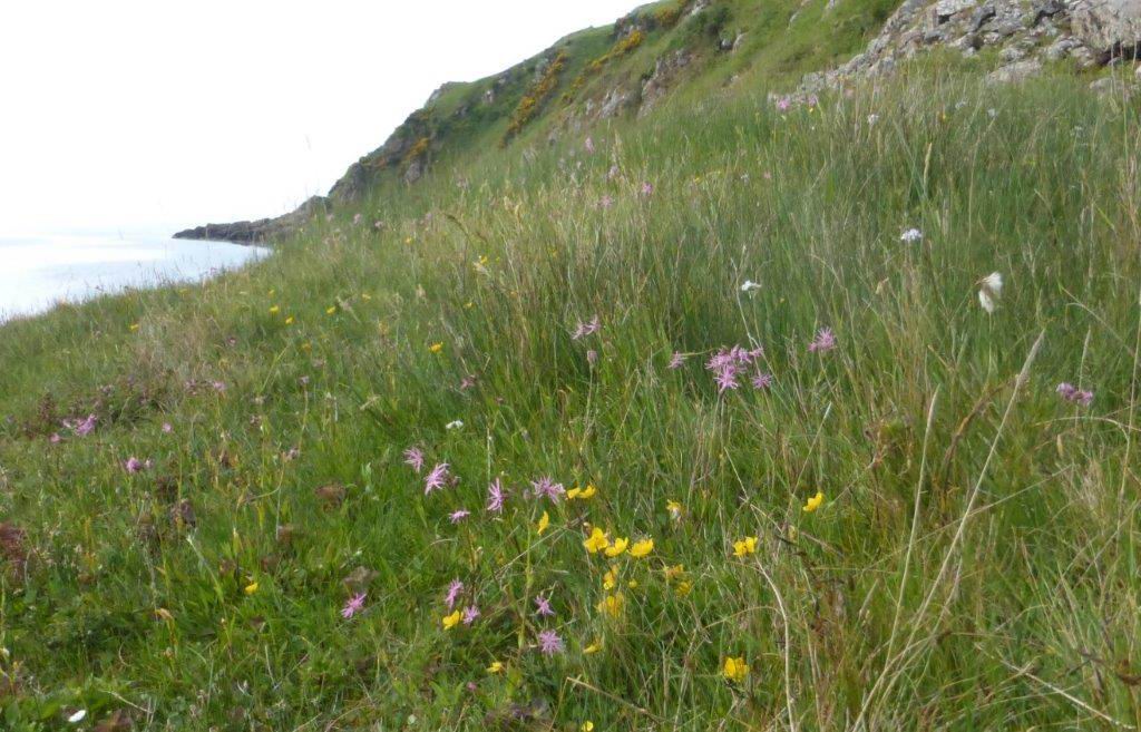 Ragged-robin, Marsh-marigold and Common Cottongrass