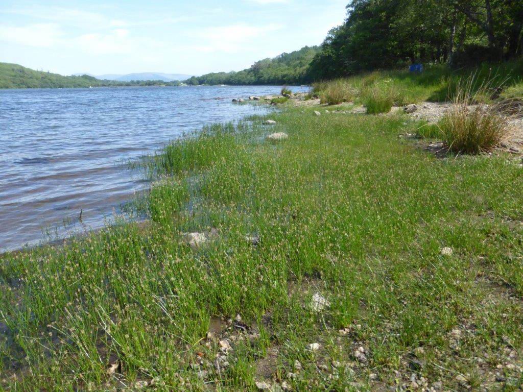 Common Spike-rush in and beside the water