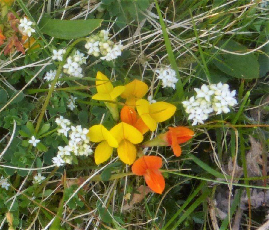 Heath Bedstraw and Common Bird's-foot Trefoil