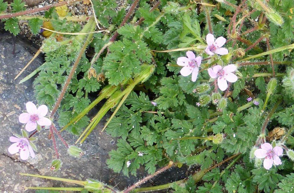 Stork's-bill