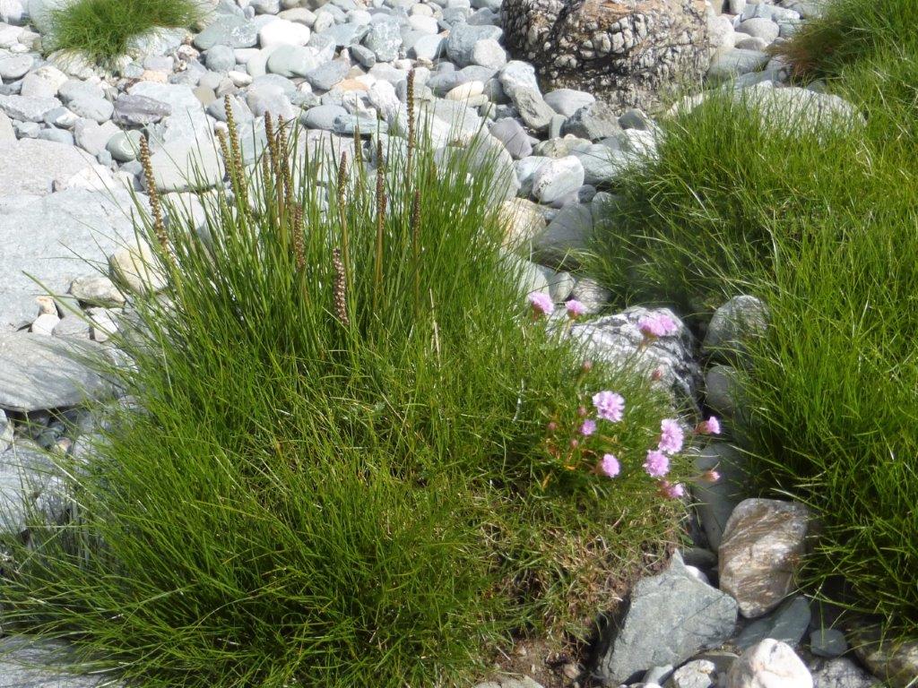 Sea Arrowgrass and Thrift