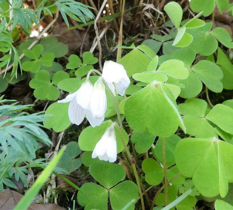 Wood-sorrel