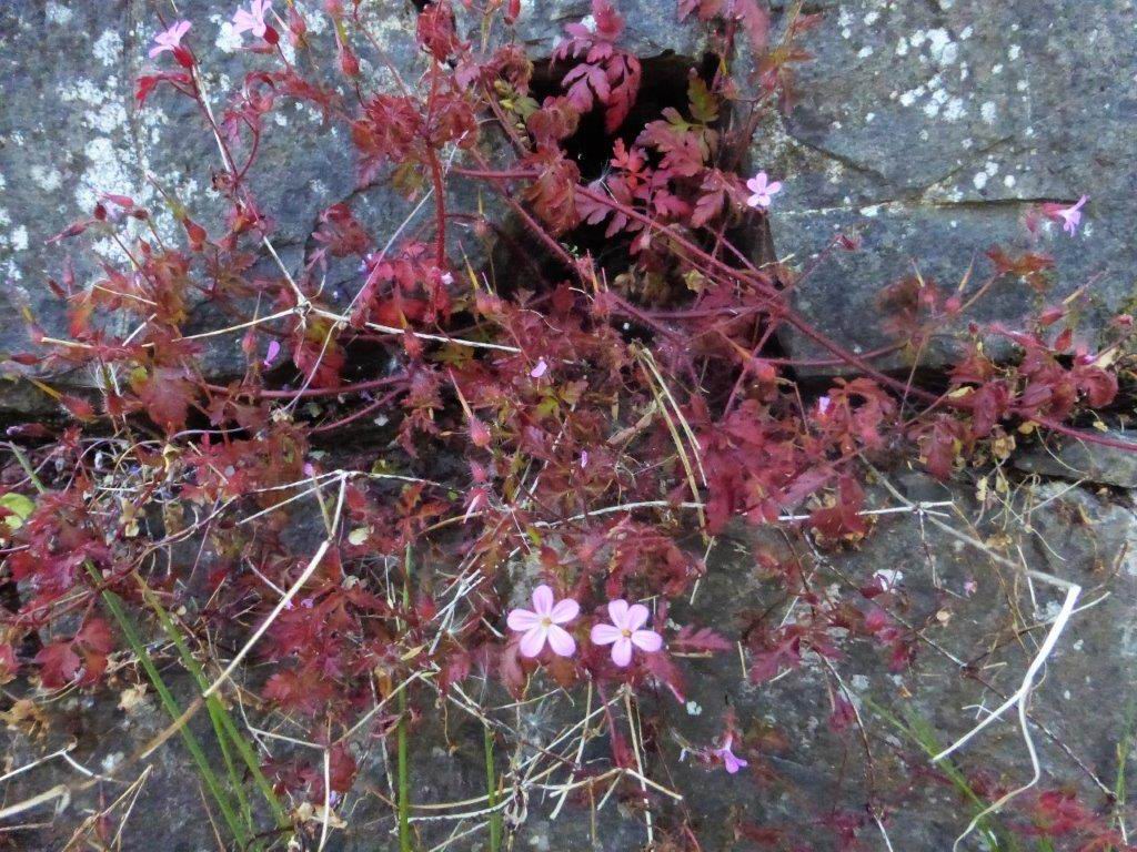Herb Robert in drought conditions