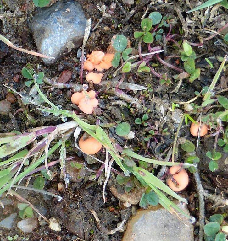 Wolf's Milk Slime Mould