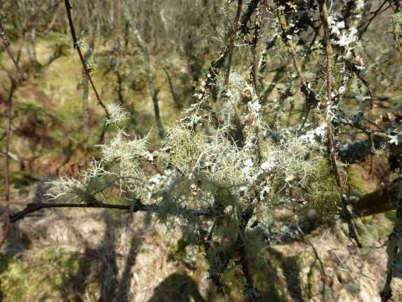 'Old Man's Beard' lichen