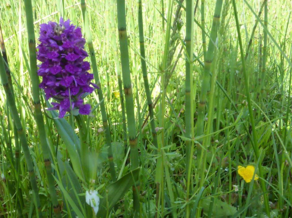 Northern Marsh Orchid and Water Horsetails