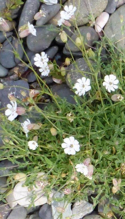 Sea Campion