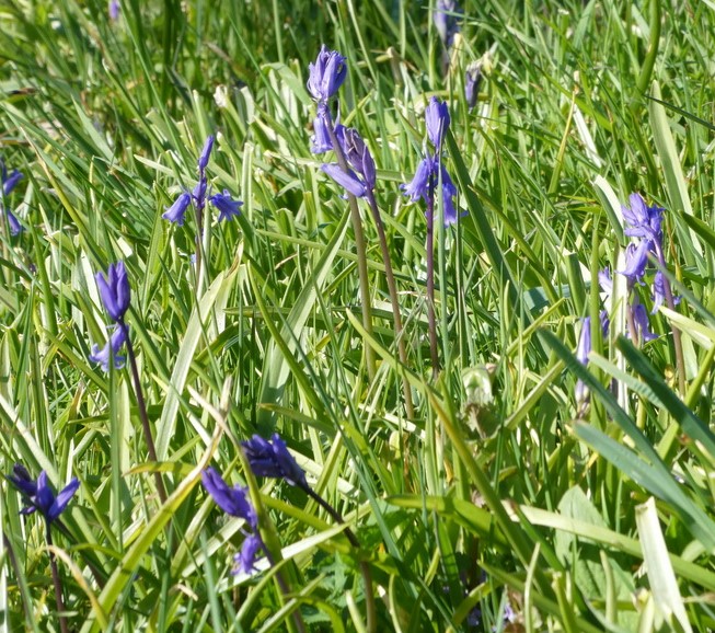 Bluebells