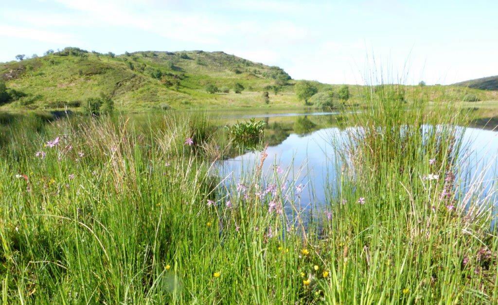 Ragged-robin by the reservoir