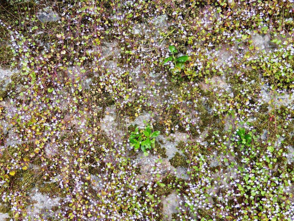 Ivy-leaved Toadflax and Escallonia